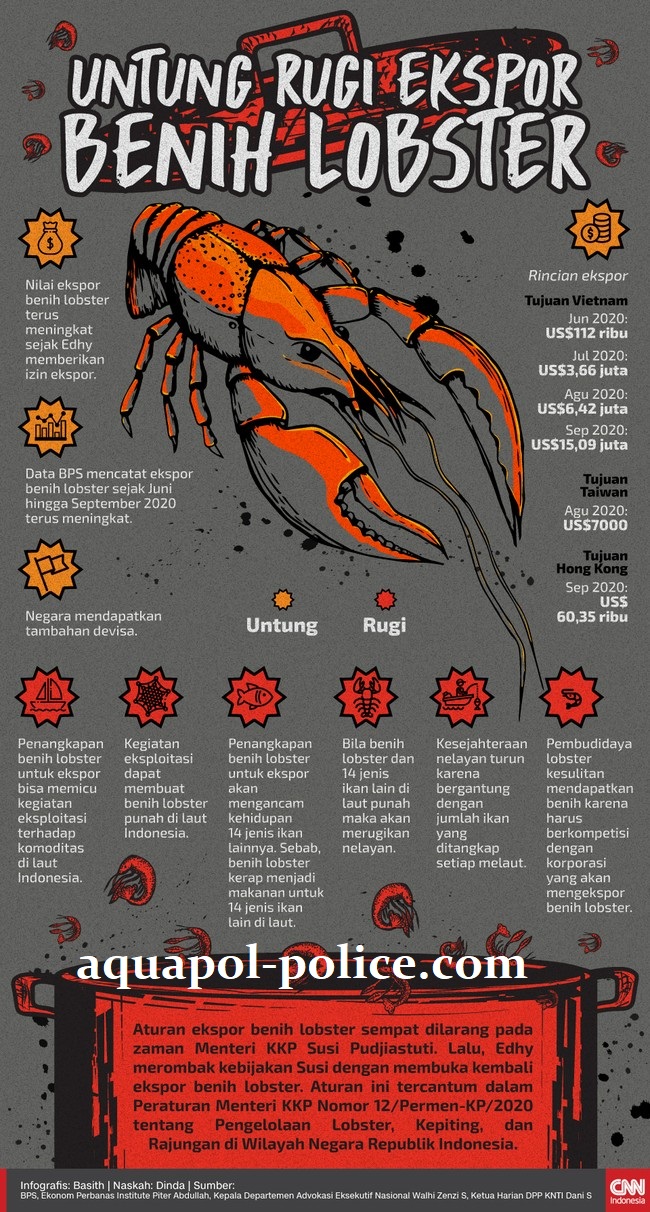 Kisruh Ekspor Benih Lobster Masih Belum Reda