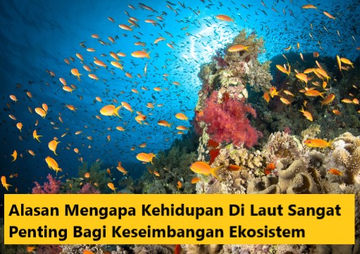 Alasan Mengapa Kehidupan Di Laut Sangat Penting Bagi Keseimbangan Ekosistem