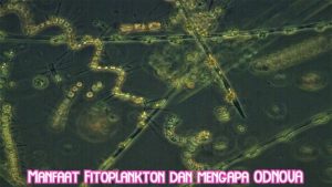 Manfaat Fitoplankton dan mengapa ODNOVA