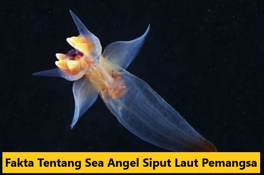 Fakta Tentang Sea Angel Siput Laut Pemangsa