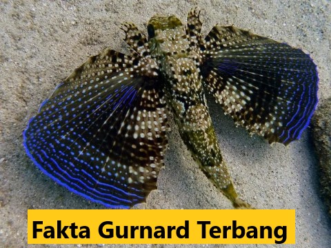 Fakta Gurnard Terbang